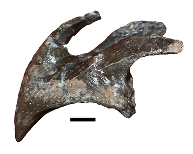 Mochlodon vorosi