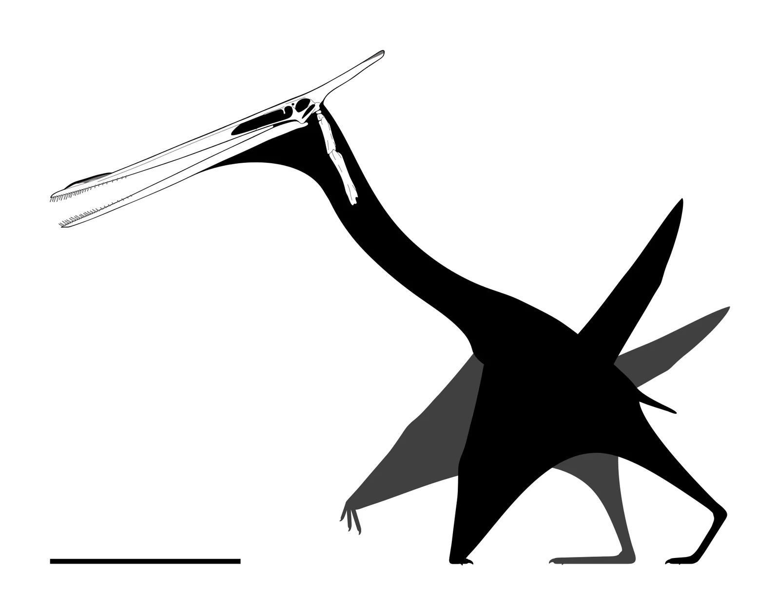 Moganopterus zhuiana