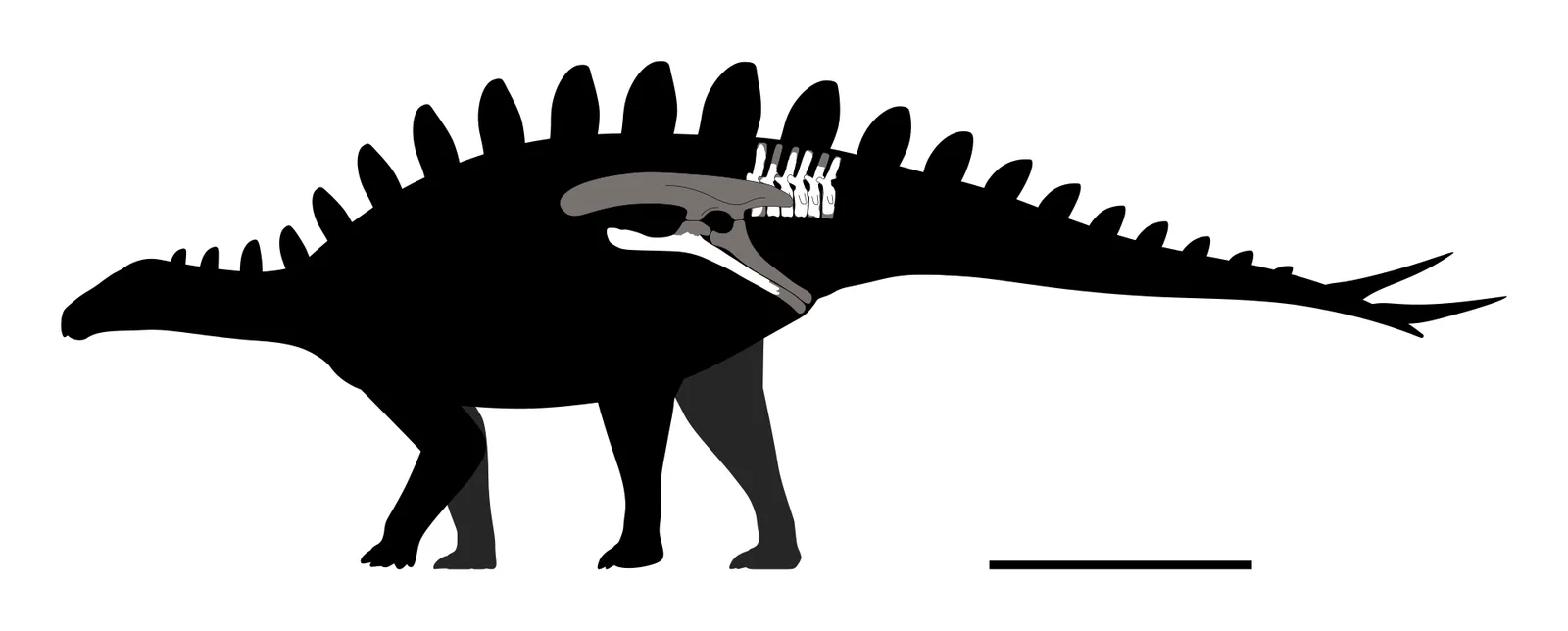 Mongolostegus exspectabilis