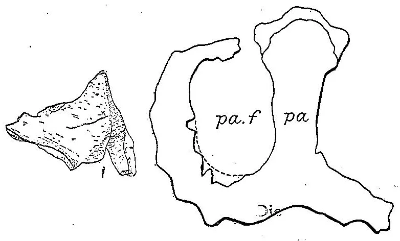 Monoclonius crassus