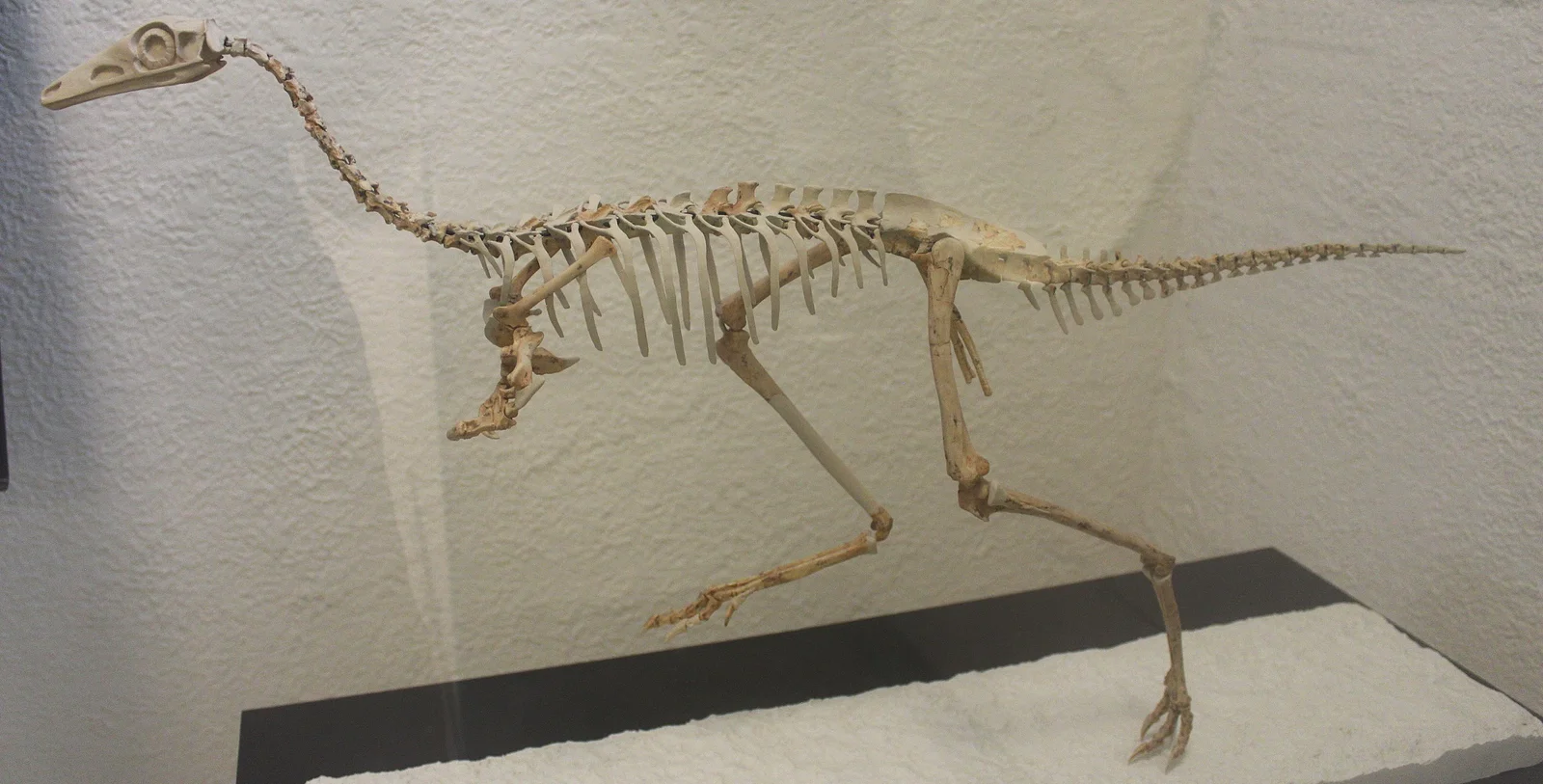 Mononykus olecranus