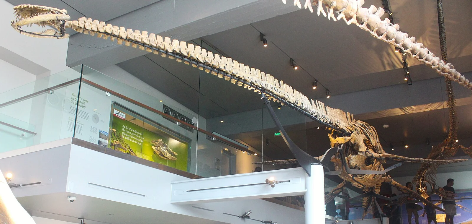 Morenosaurus stocki