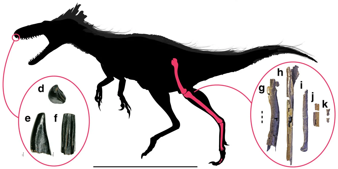 Moros intrepidus