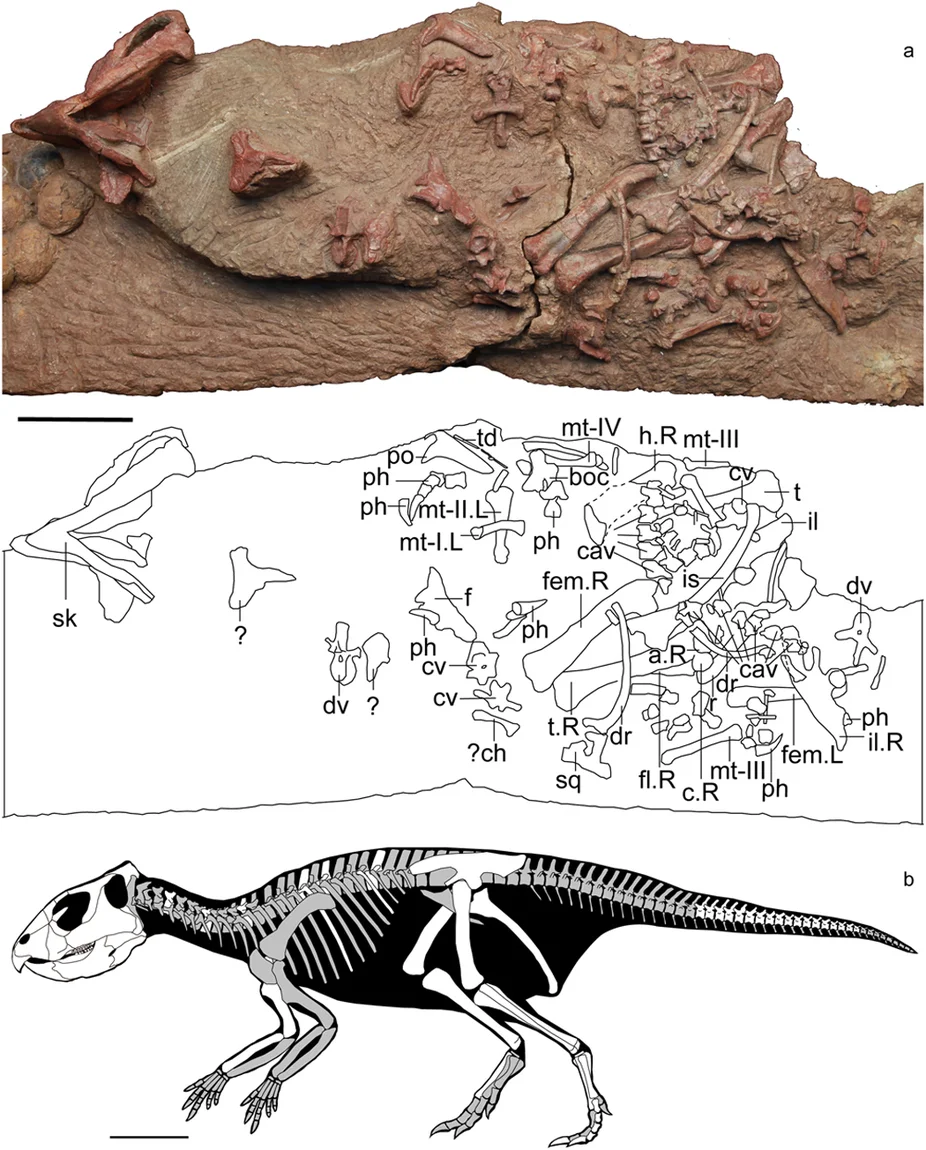 Mosaiceratops azumai