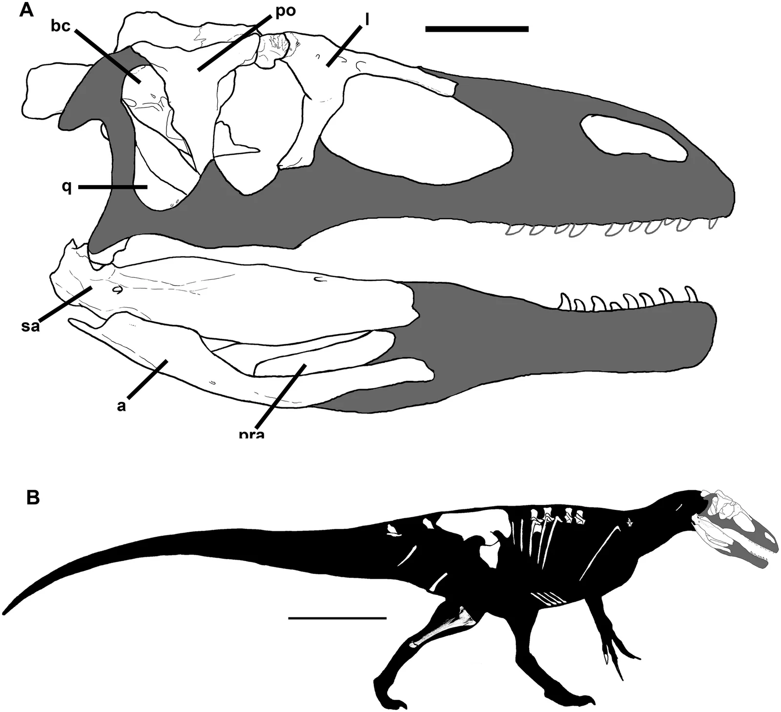 Murusraptor barrosaensis