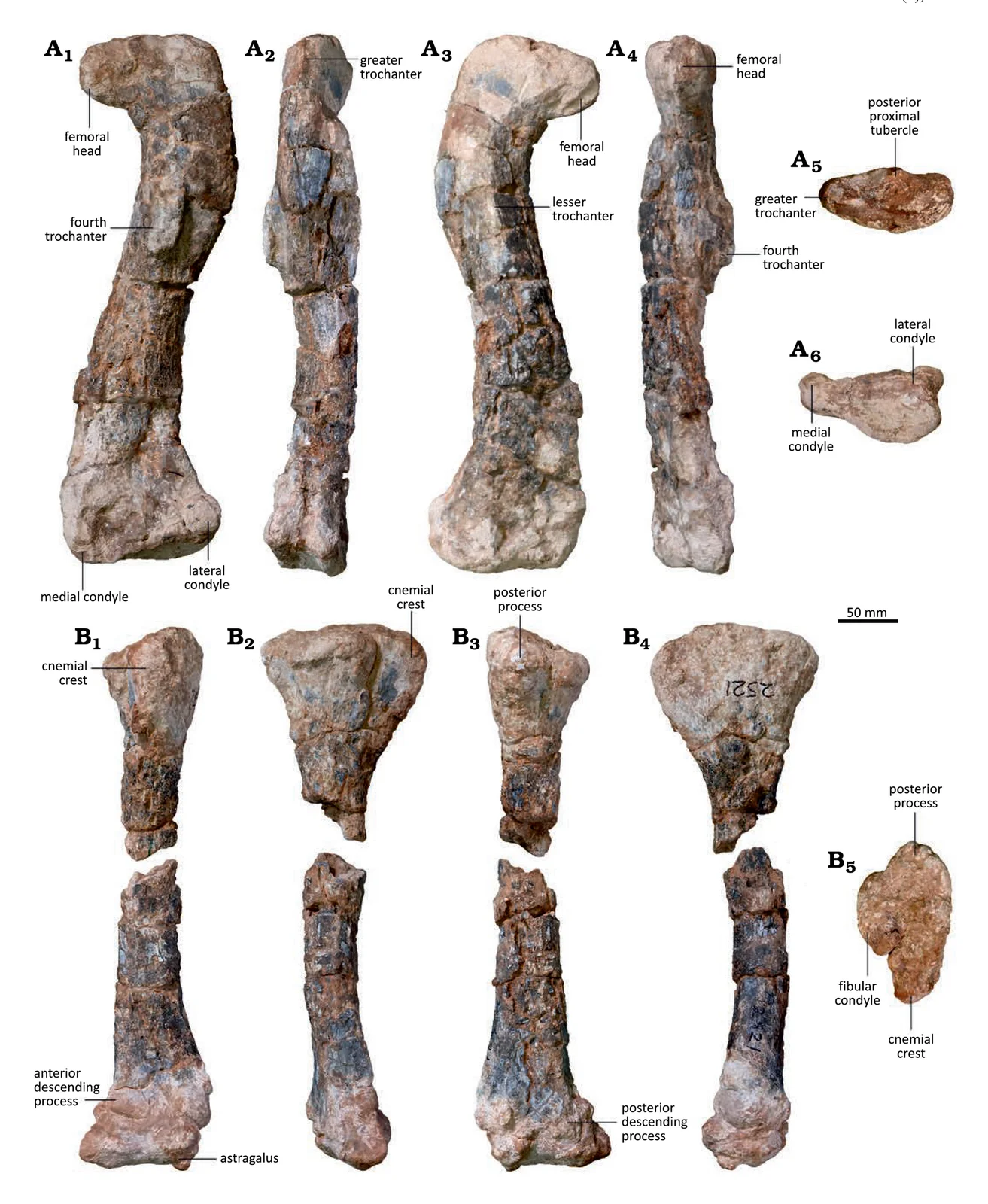 Musankwa sanyatiensis