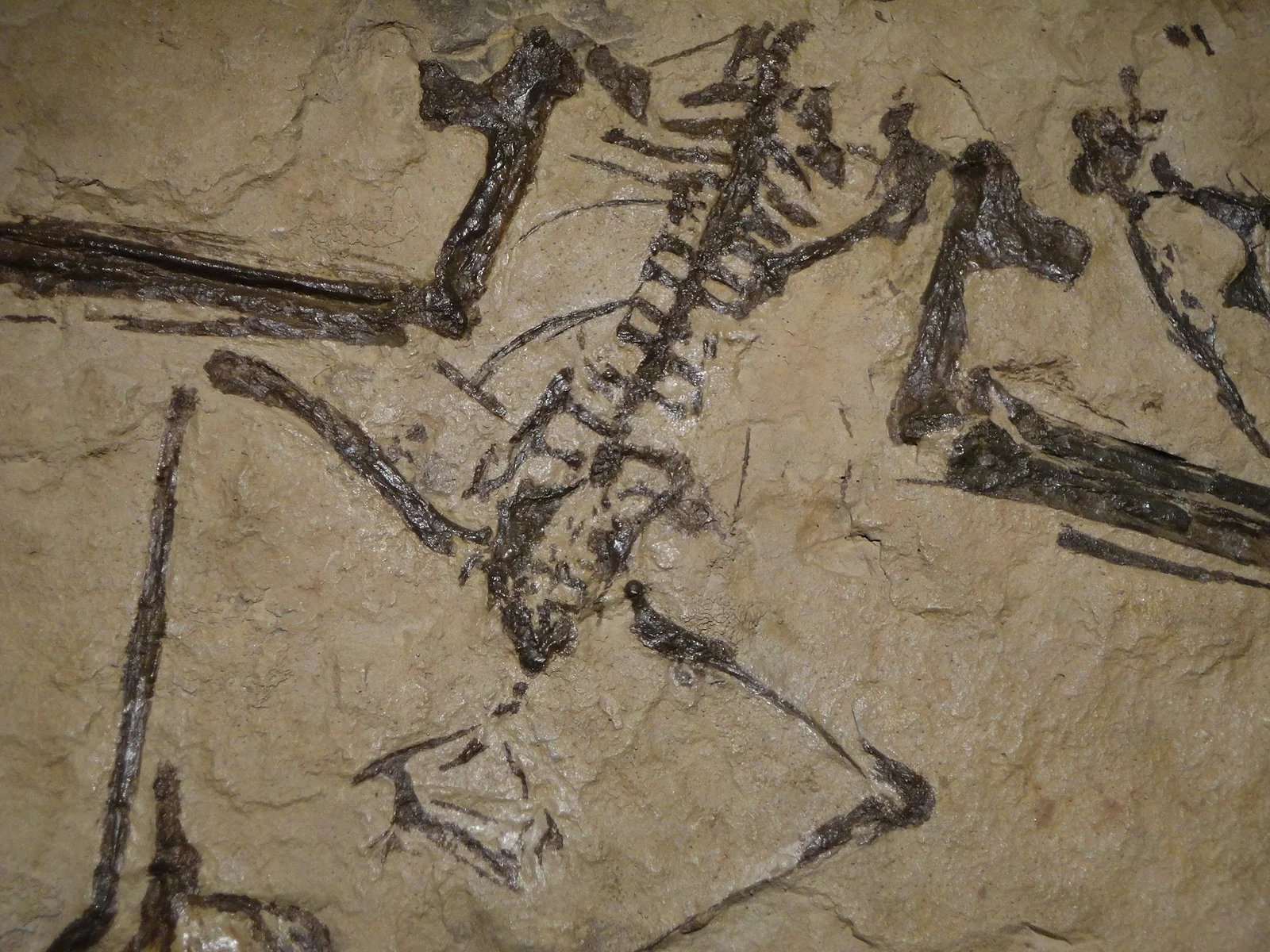 Muzquizopteryx coahuilensis