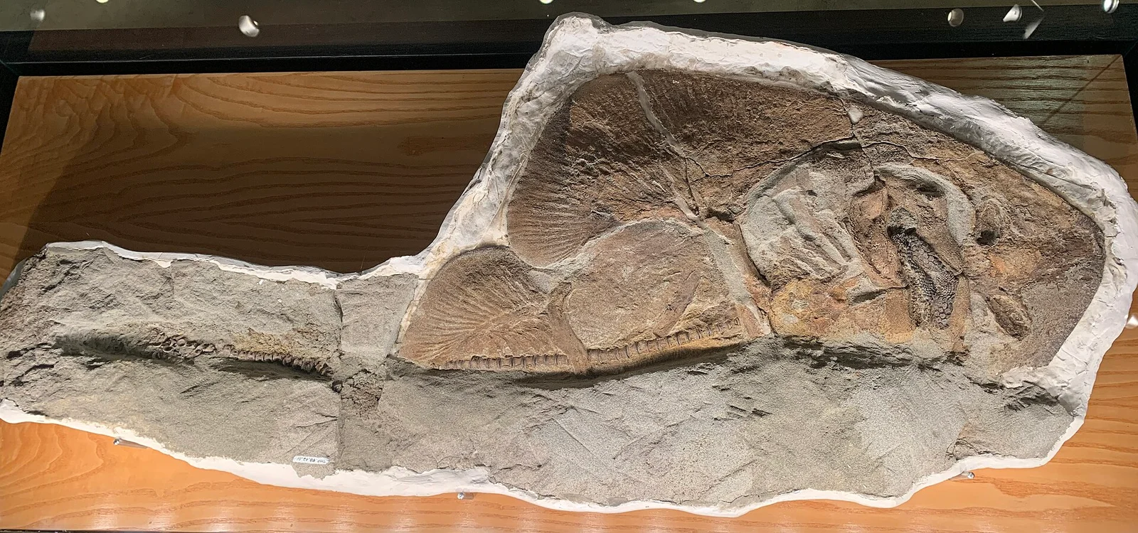 Myledaphus bipartitus
