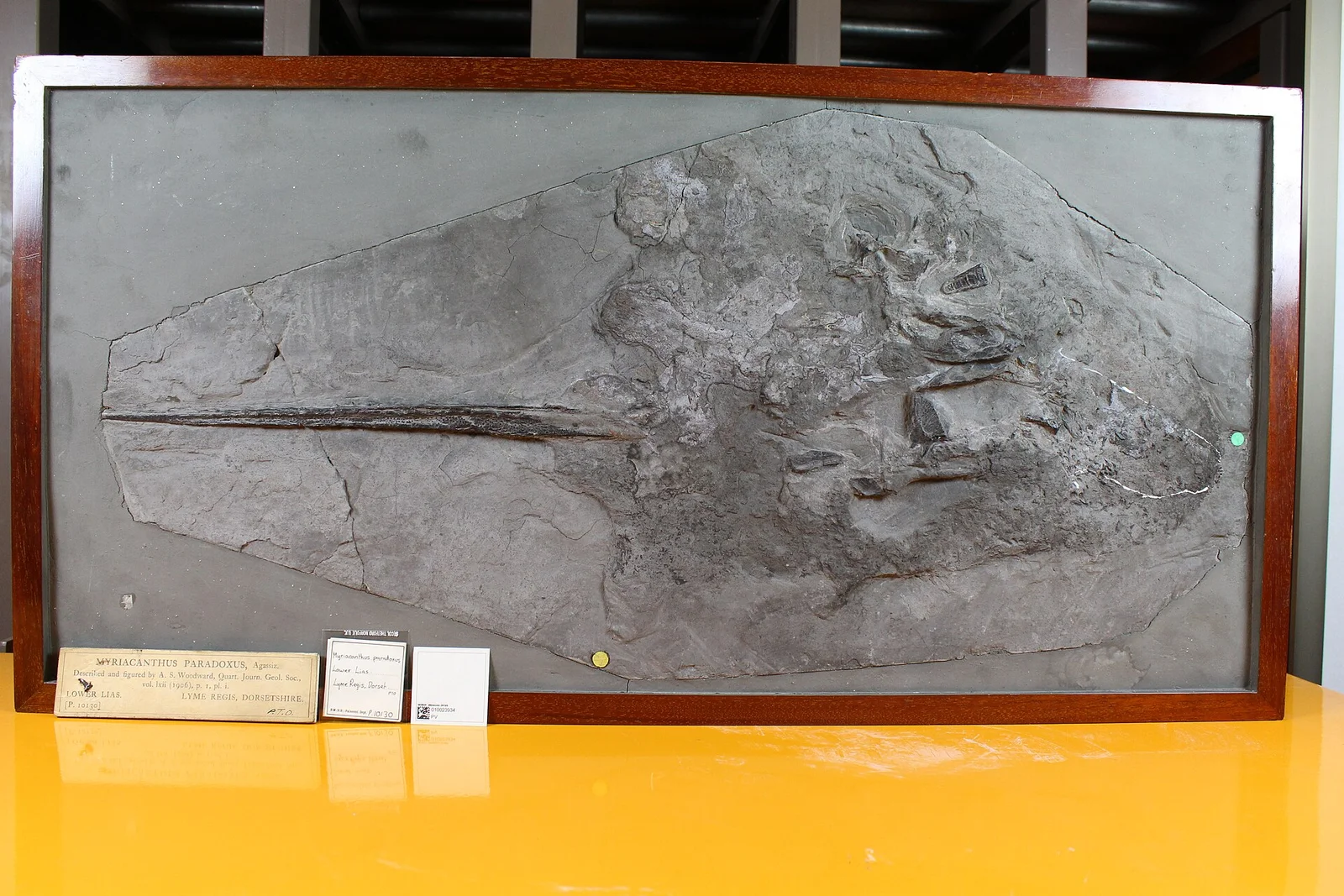 Myriacanthus paradoxus