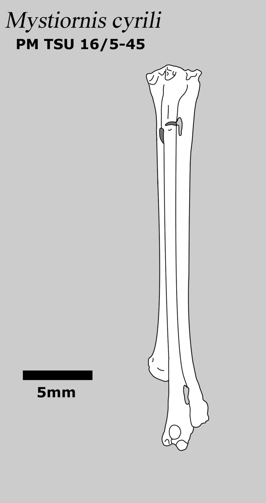 Mystiornis cyrili