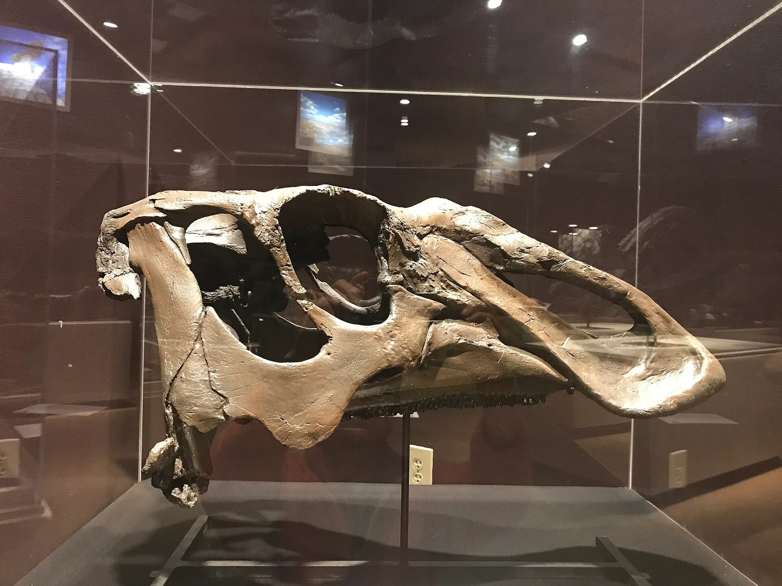 Naashoibitosaurus ostromi