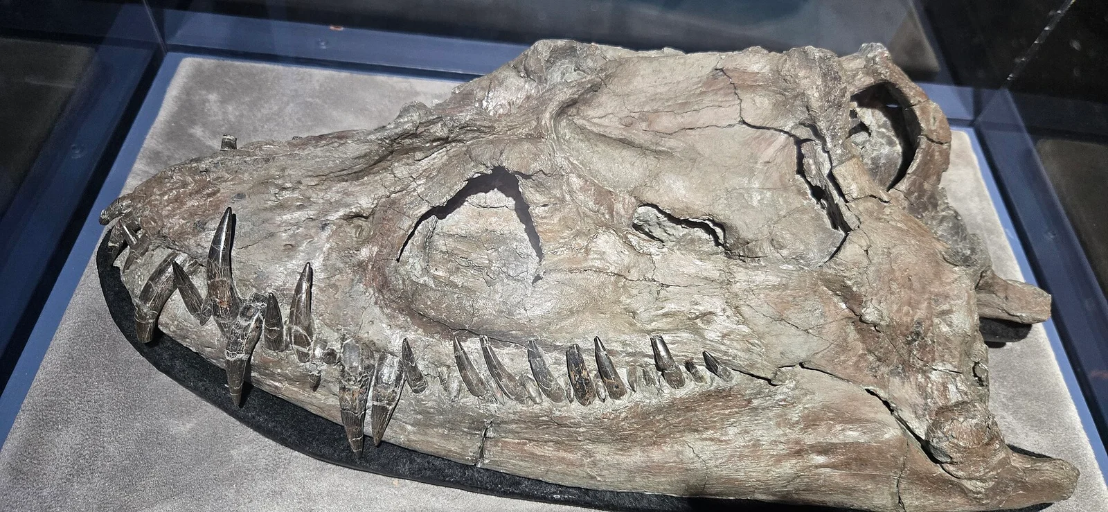 Nakonanectes bradti