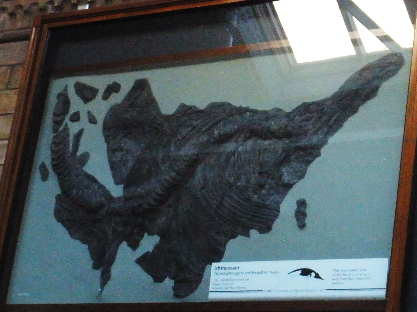 Nannopterygius saveljeviensis