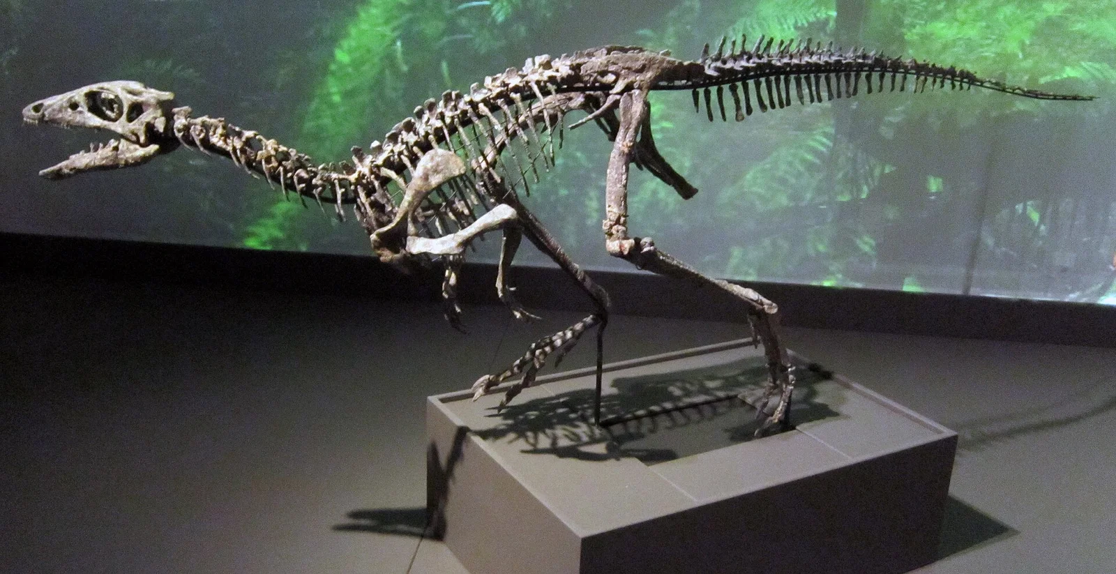 Nanosaurus agilis