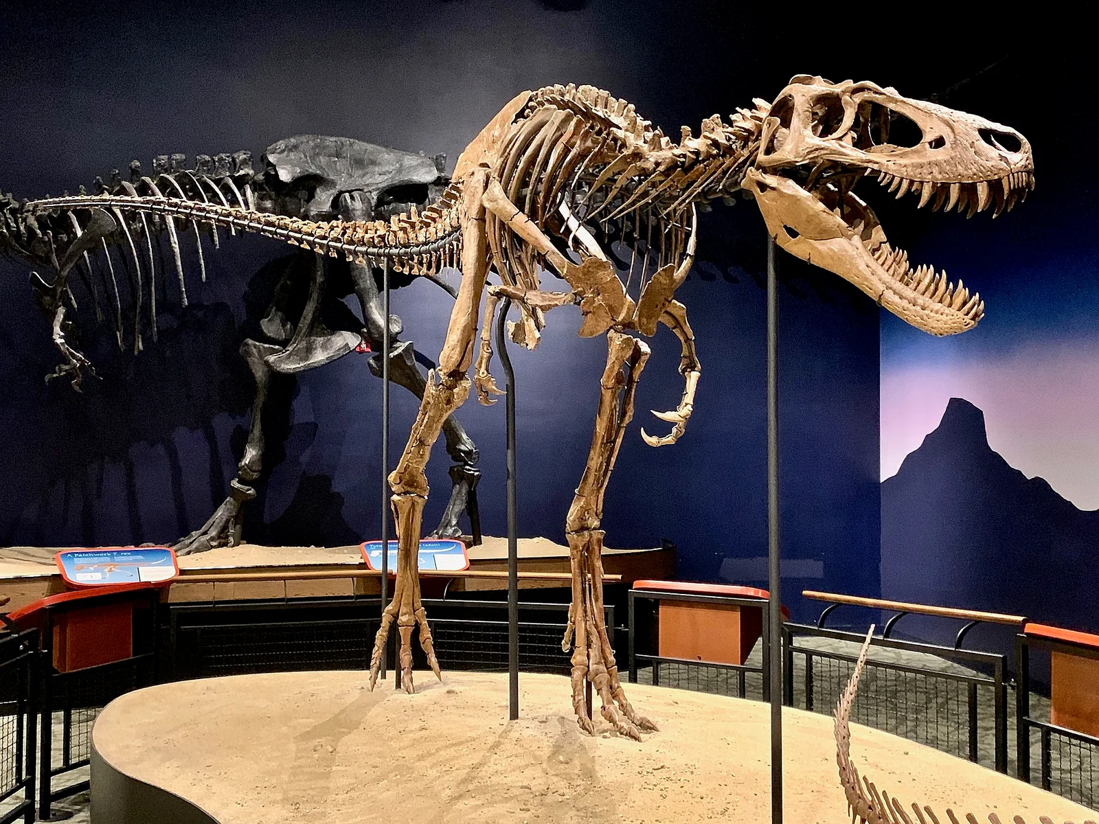 Nanotyrannus lethaeus