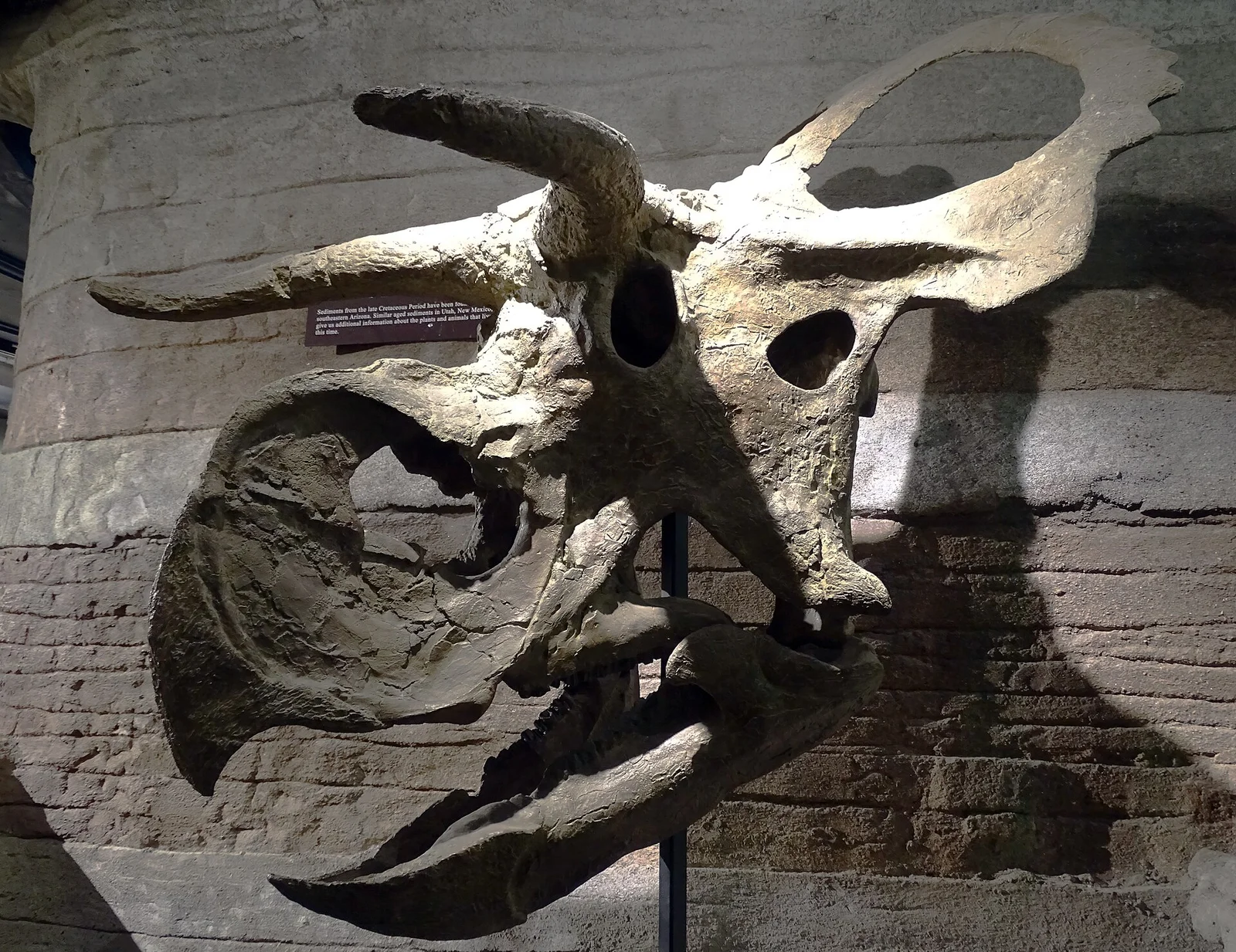 Nasutoceratops titusi