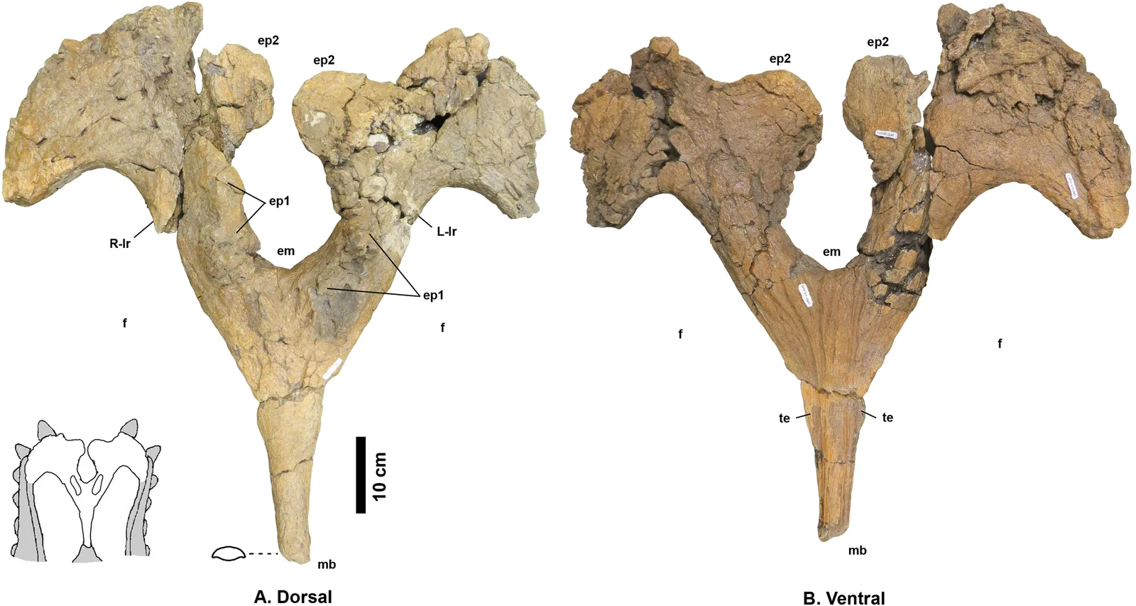 Navajoceratops sullivani