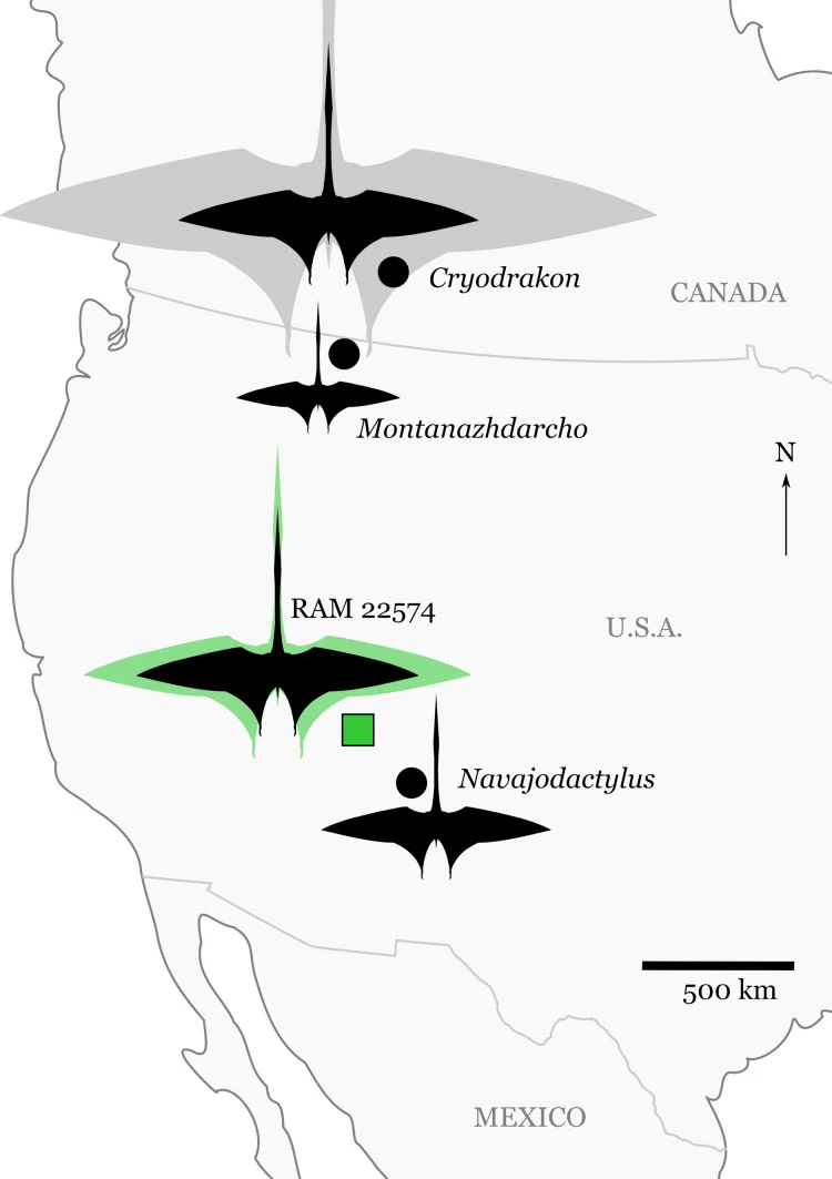 Navajodactylus boerei
