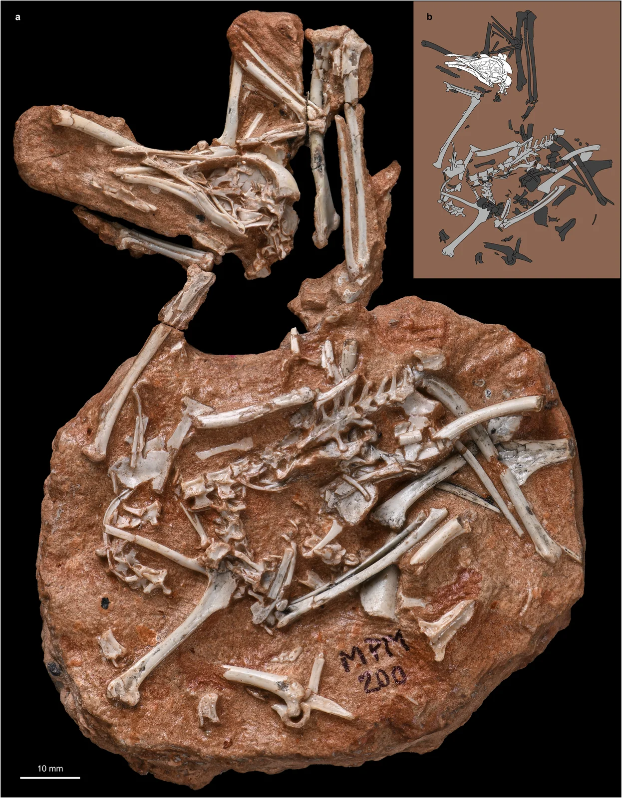 Navaornis hestiae