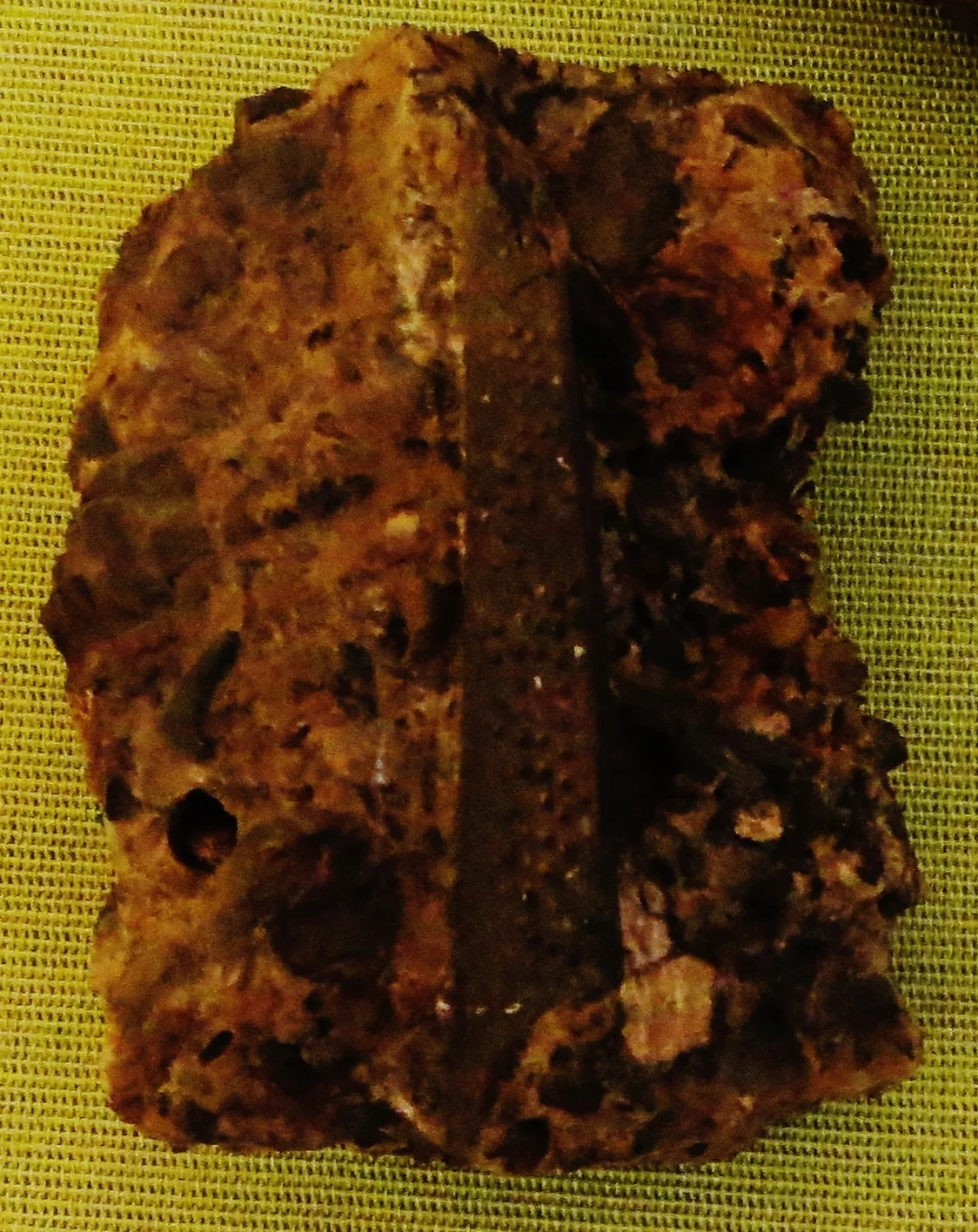 Nemacanthus elegans