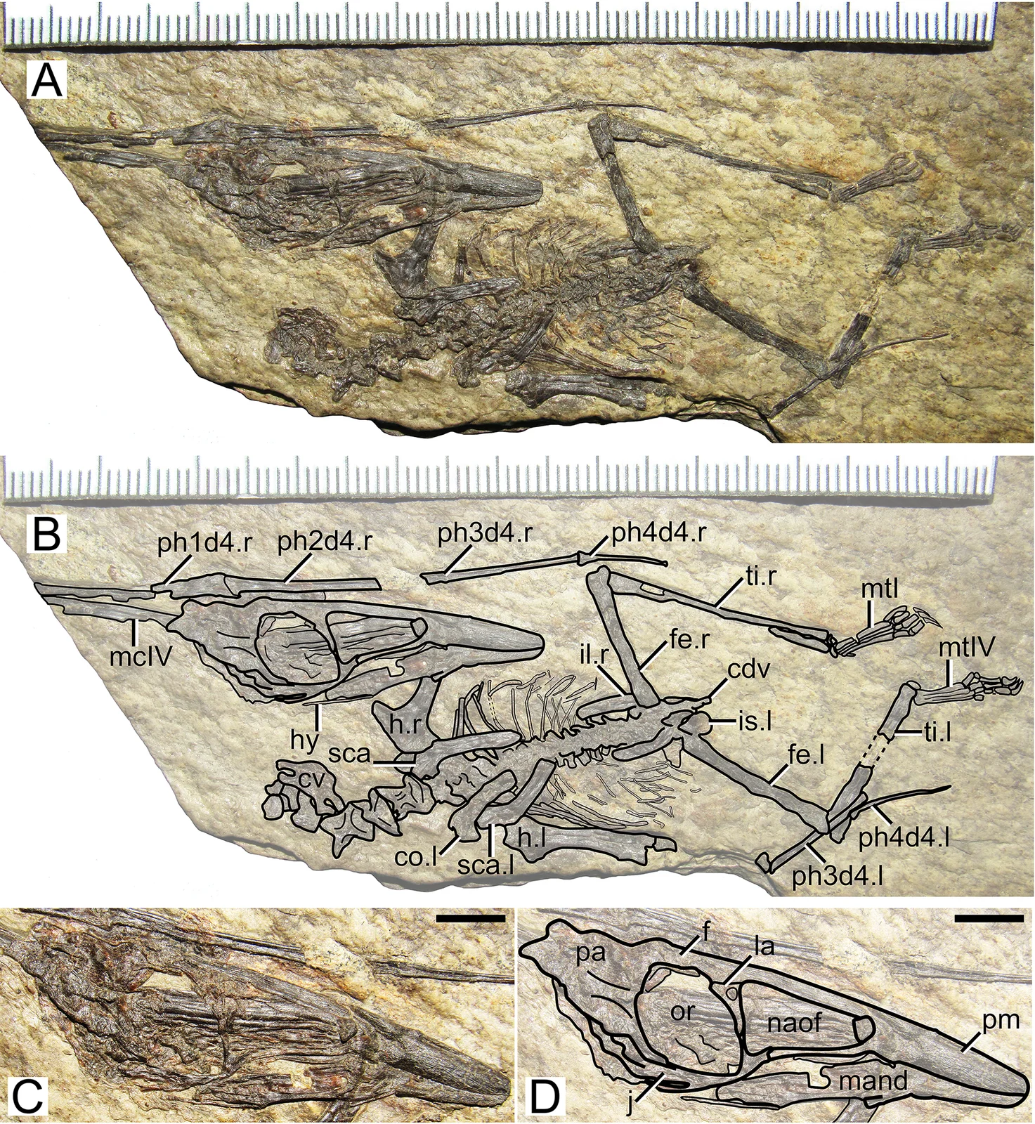 Nemicolopterus crypticus