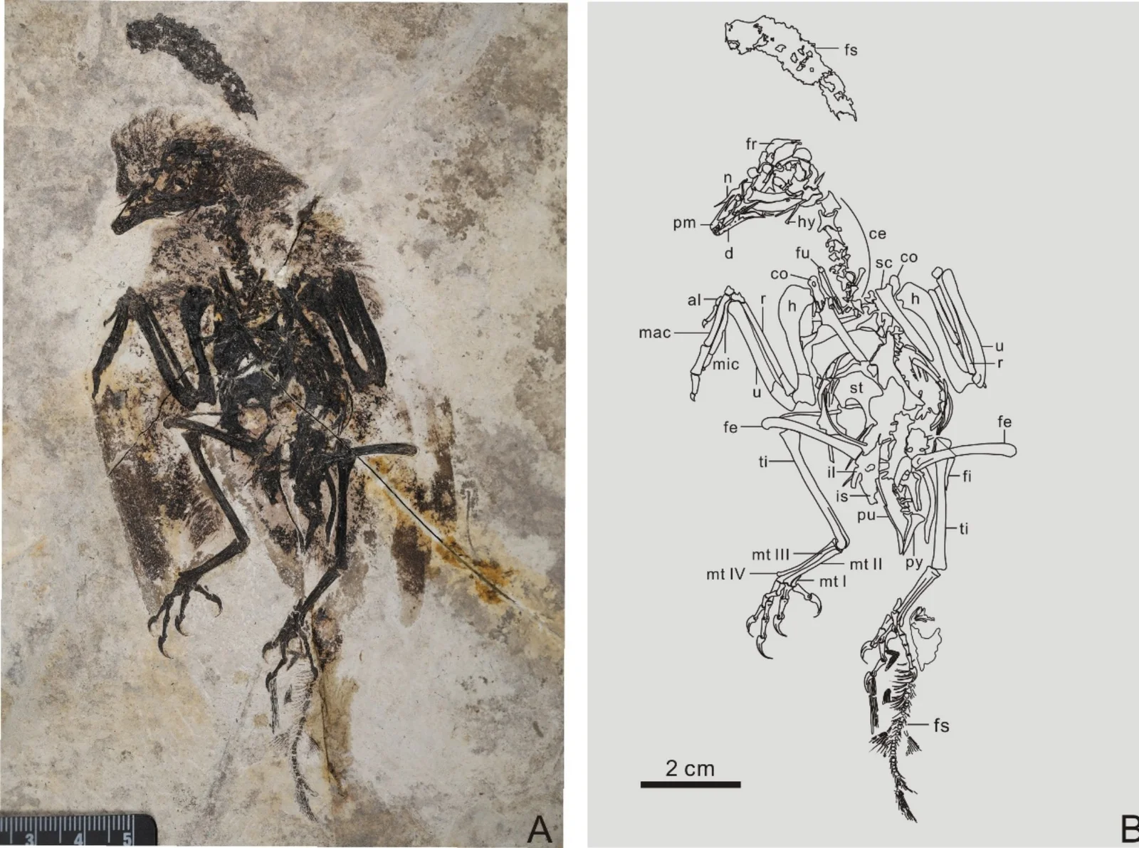 Neobohaiornis lamadongensis