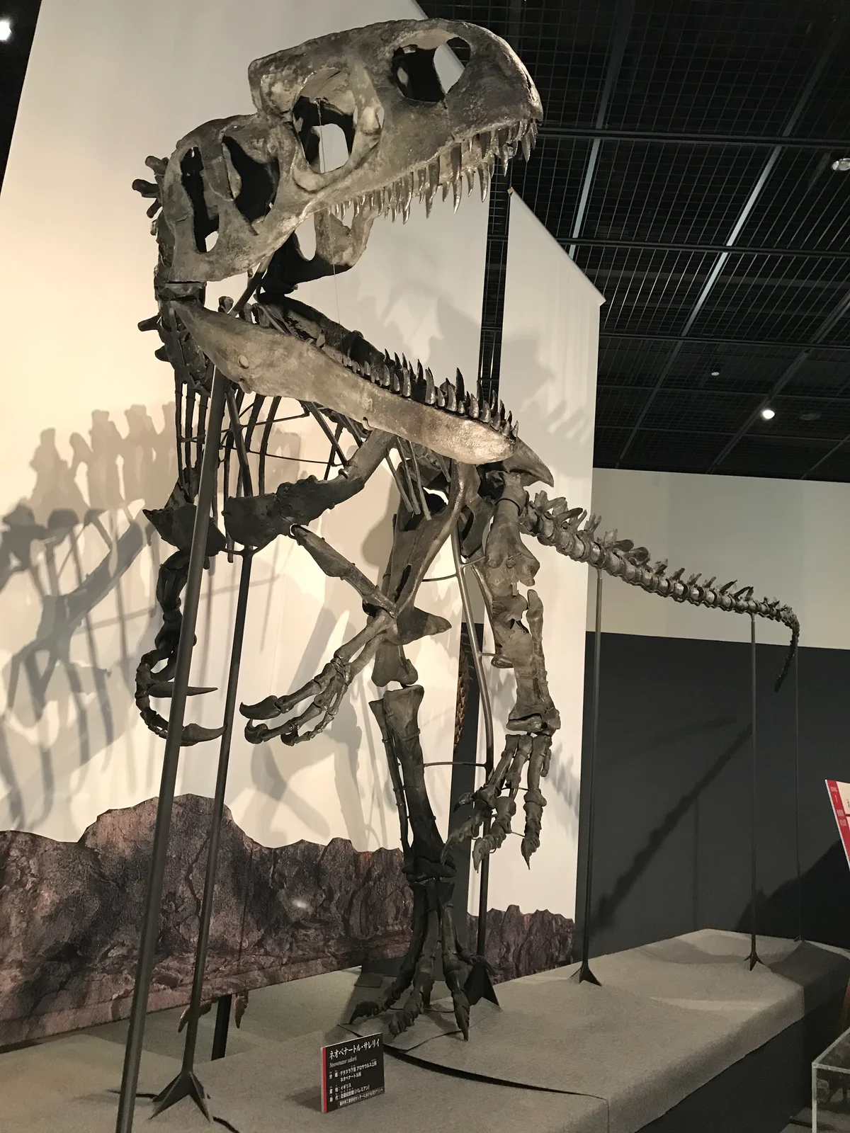Neovenator salerii
