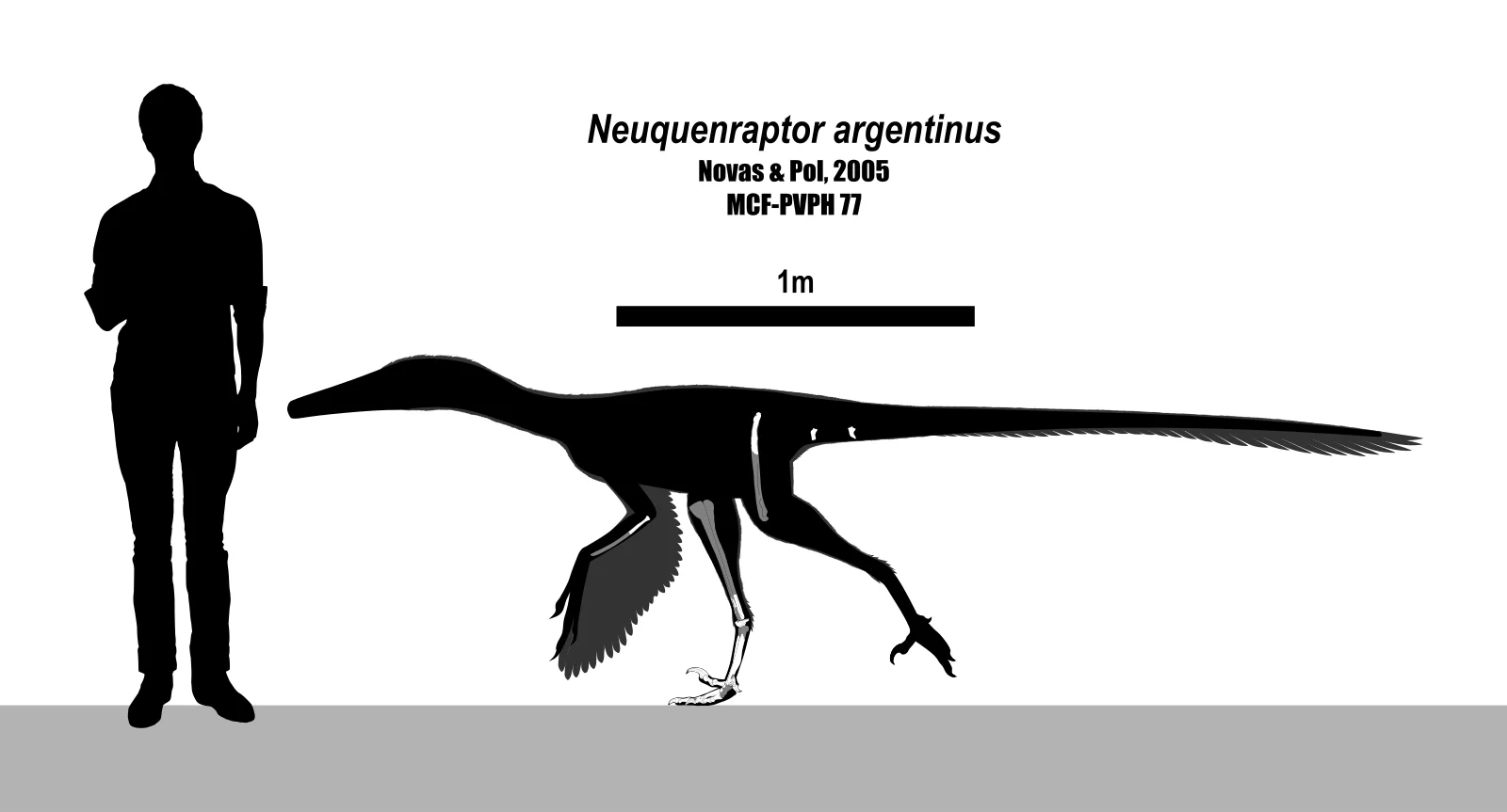 Neuquenraptor argentinus