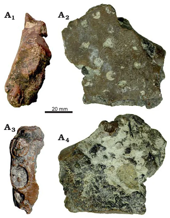 Nicorhynchus capito