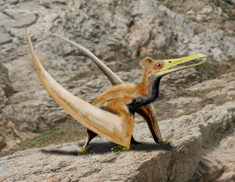 Ningchengopterus liuae