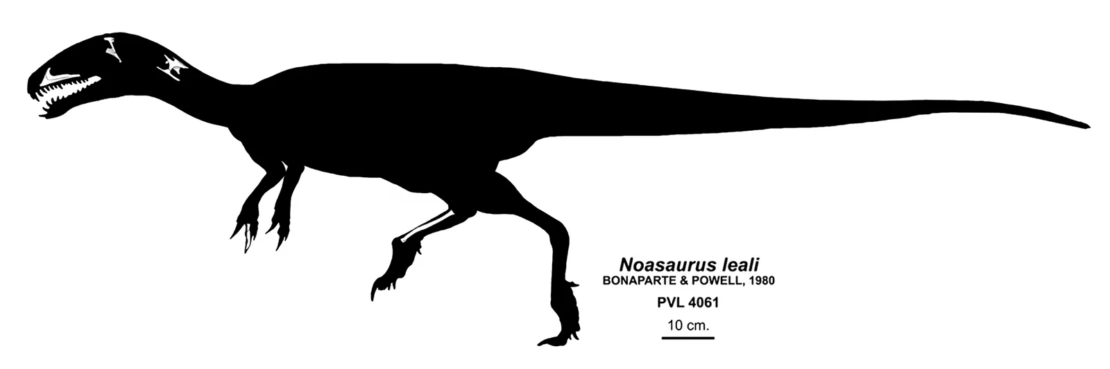 Noasaurus leali
