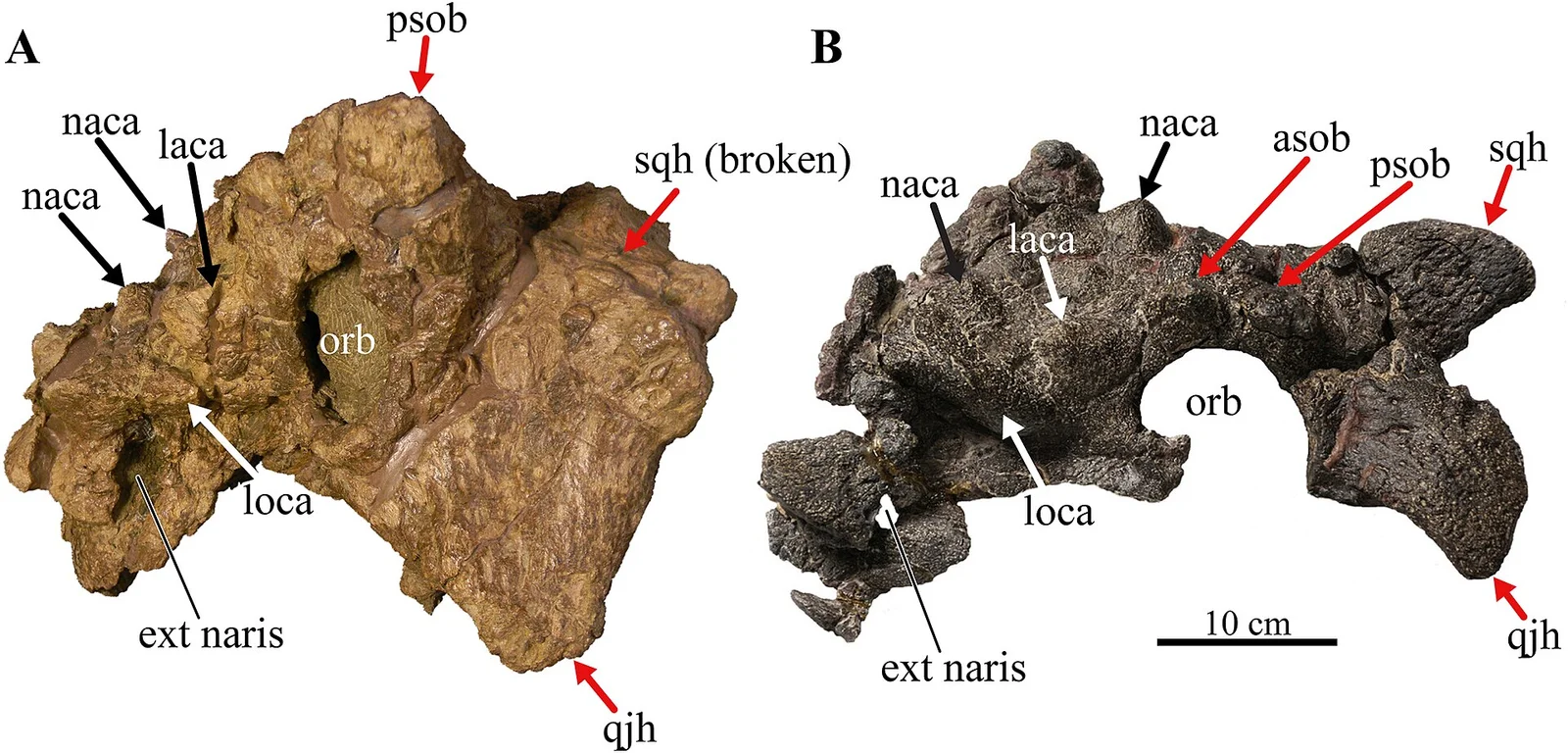 Nodocephalosaurus kirtlandensis