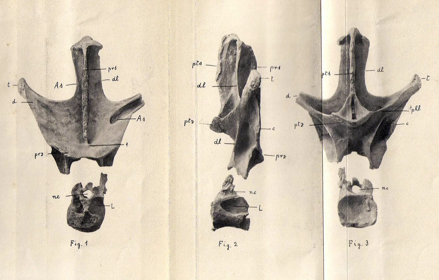 Nopcsaspondylus alarconensis