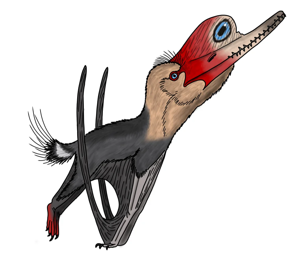 Normannognathus wellnhoferi
