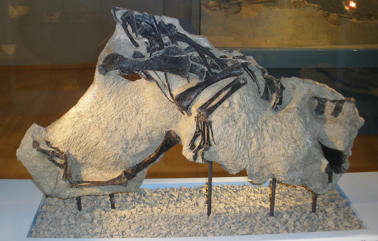 Notatesseraeraptor frickensis