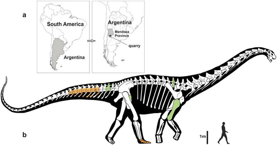 Notocolossus gonzalezparejasi