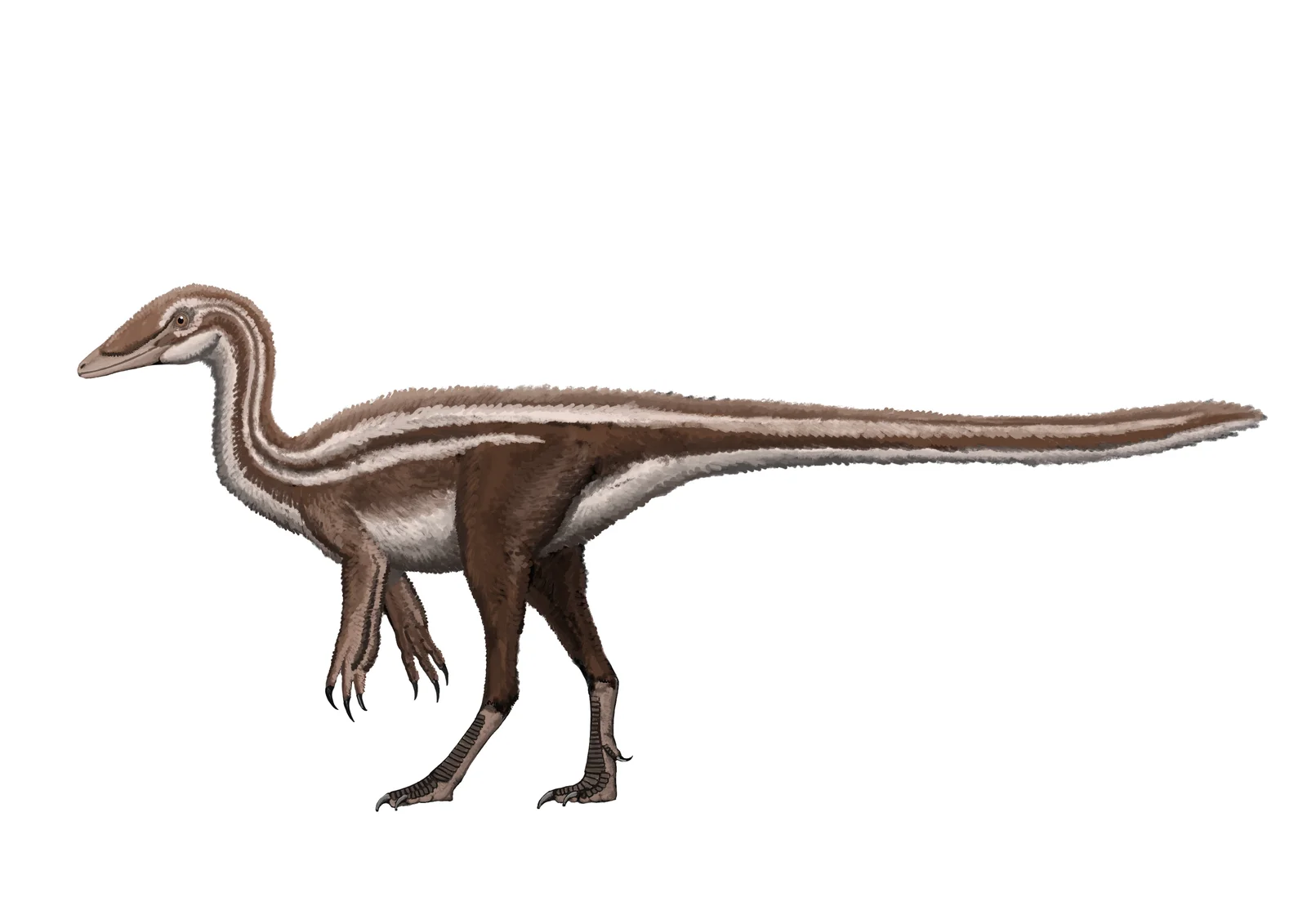 Nqwebasaurus thwazi