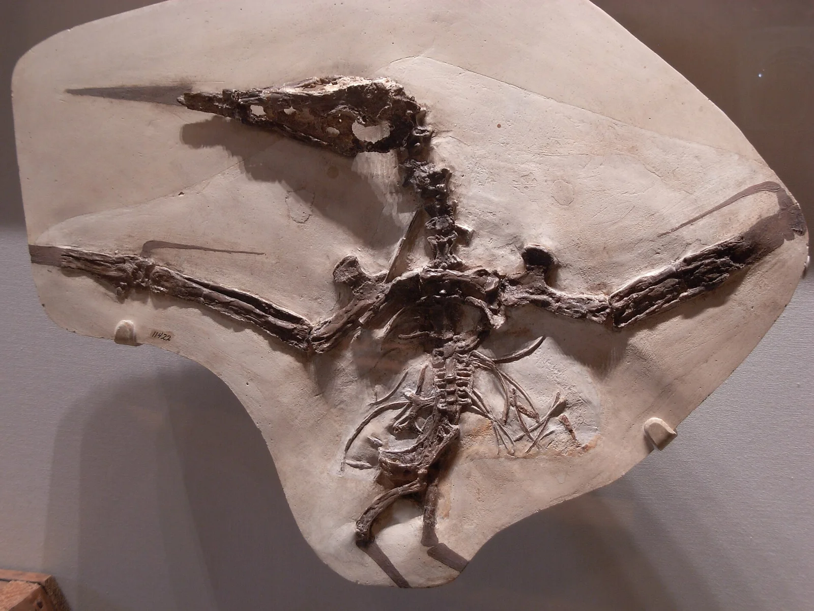 Nyctosaurus gracilis