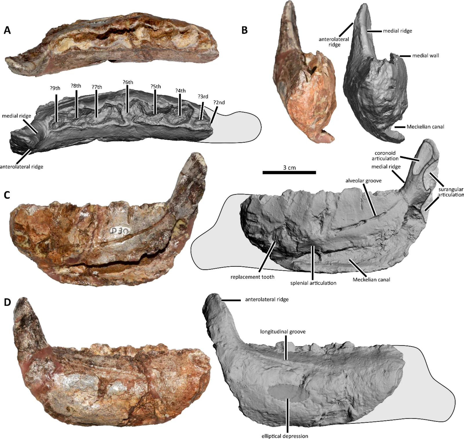 Obelignathus septimanicus