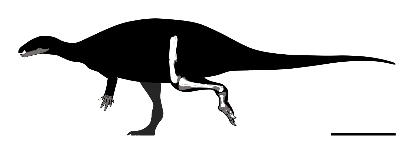 Oblitosaurus bunnueli