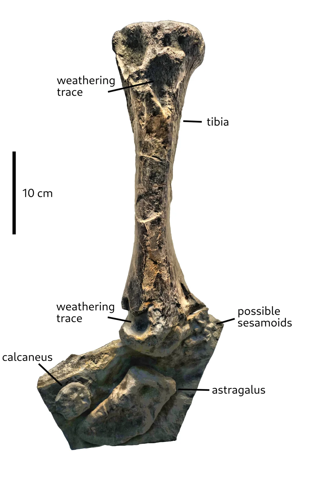 Ohmdenosaurus liasicus