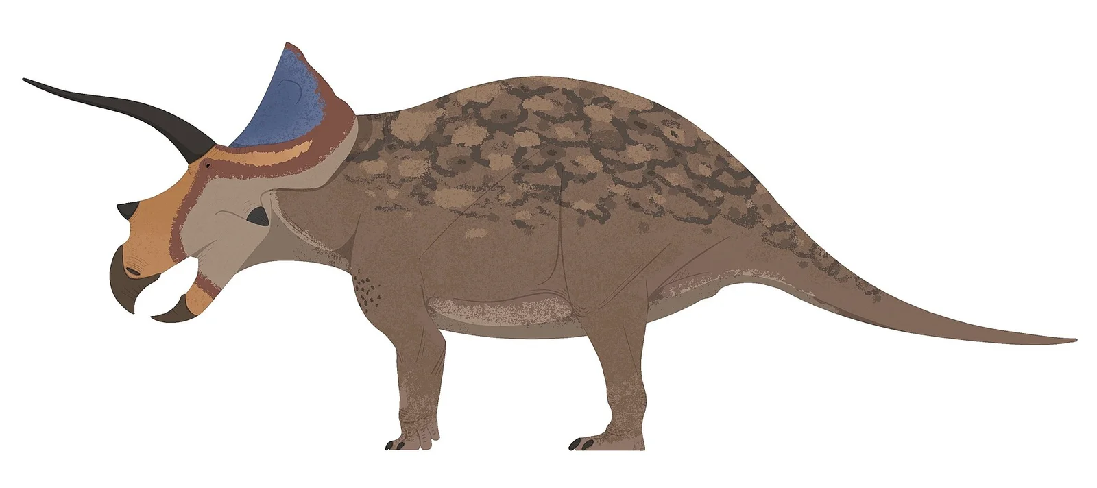 Ojoceratops fowleri