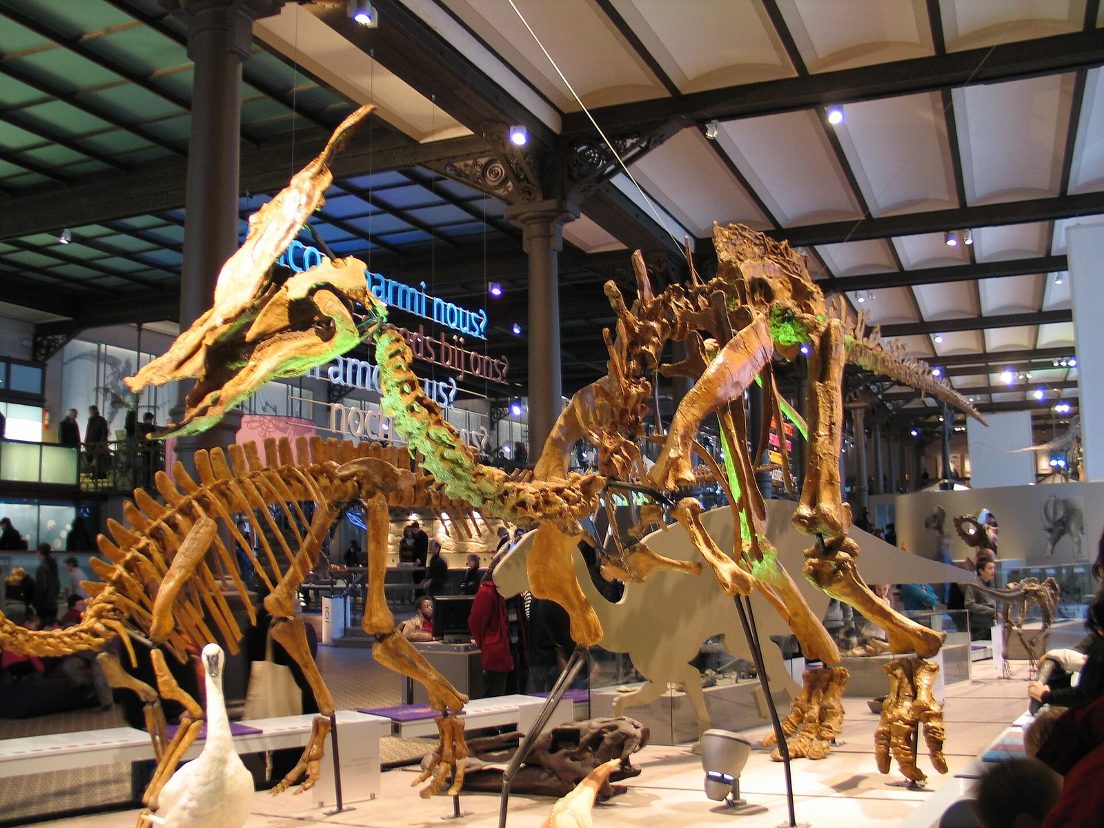 Olorotitan arharensis