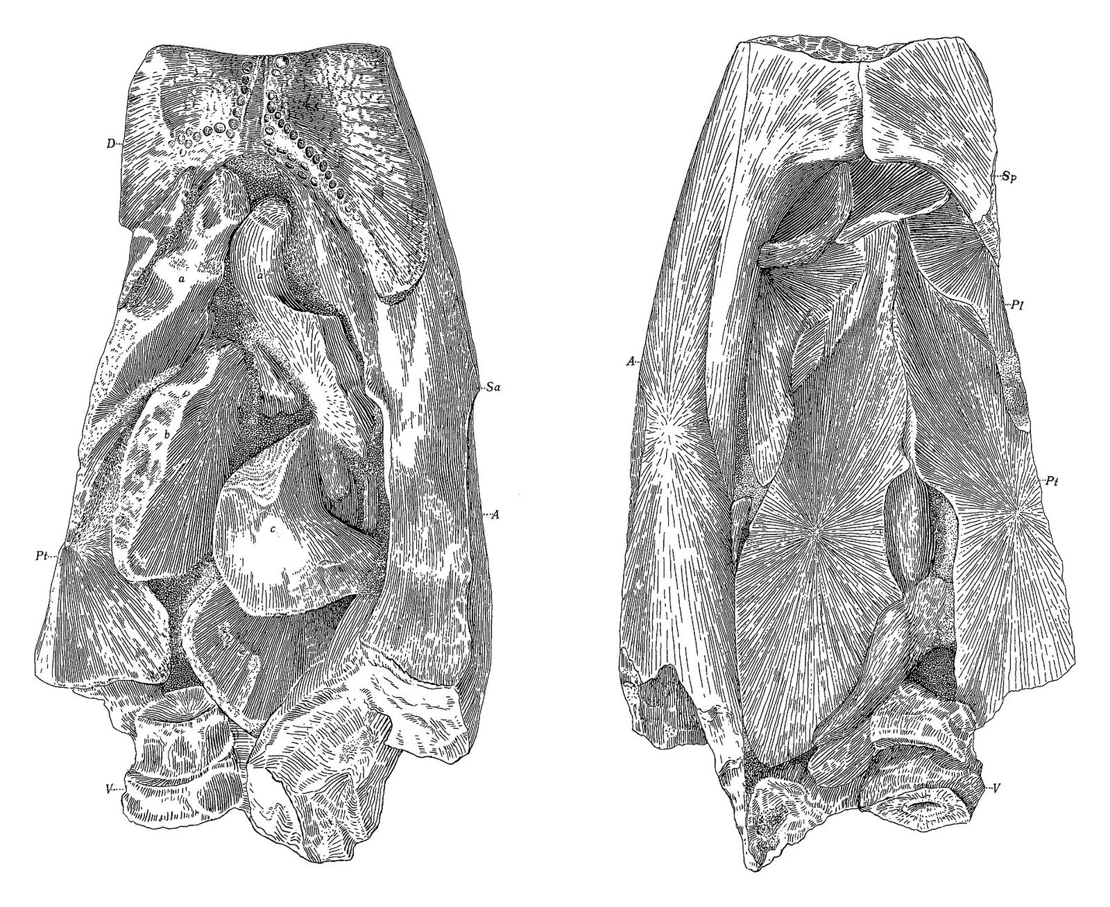Omphalosaurus nevadanus