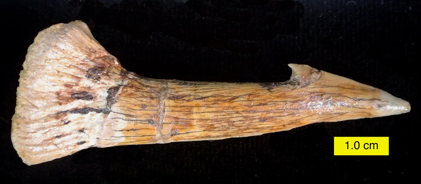 Onchopristis numidus