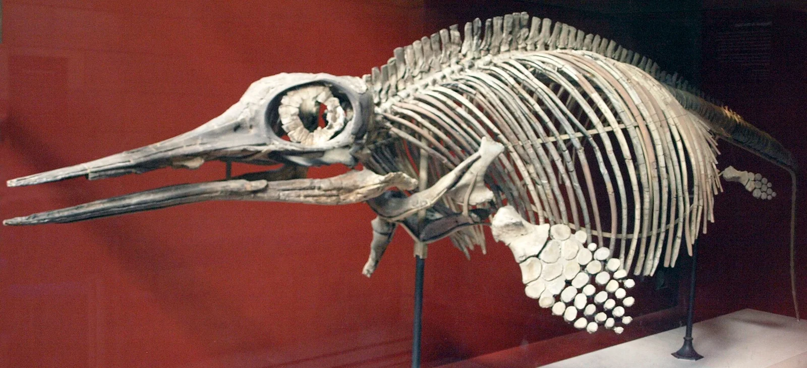 Ophthalmosaurus icenicus