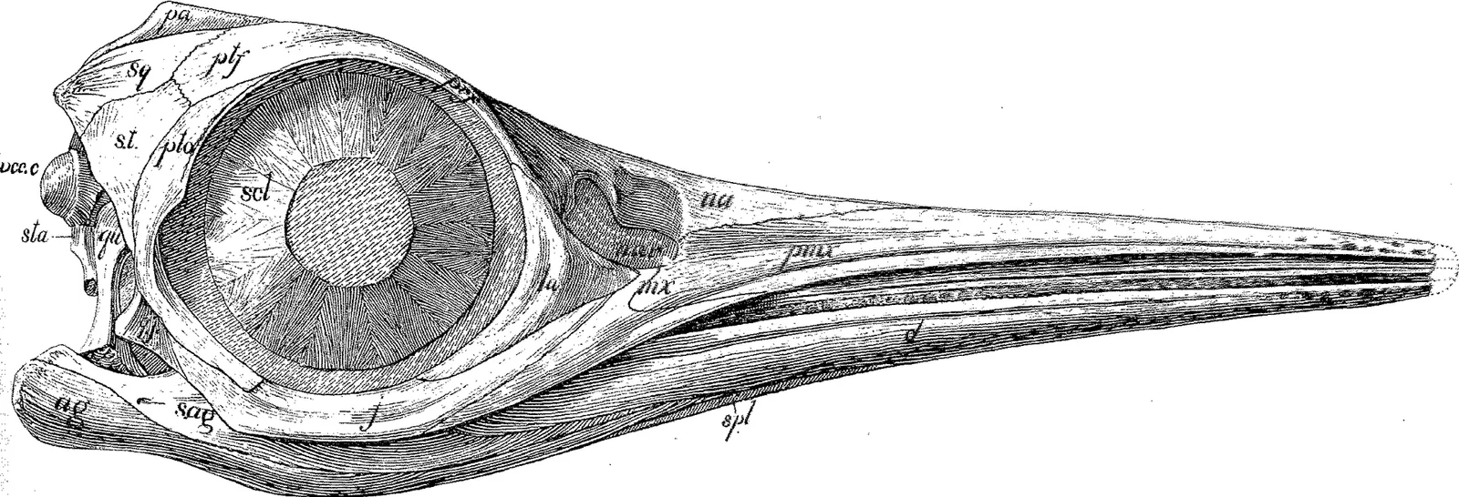 Ophthalmosaurus natans