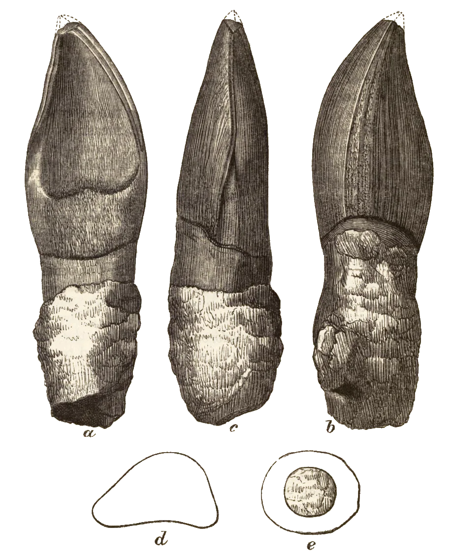 Oplosaurus armatus