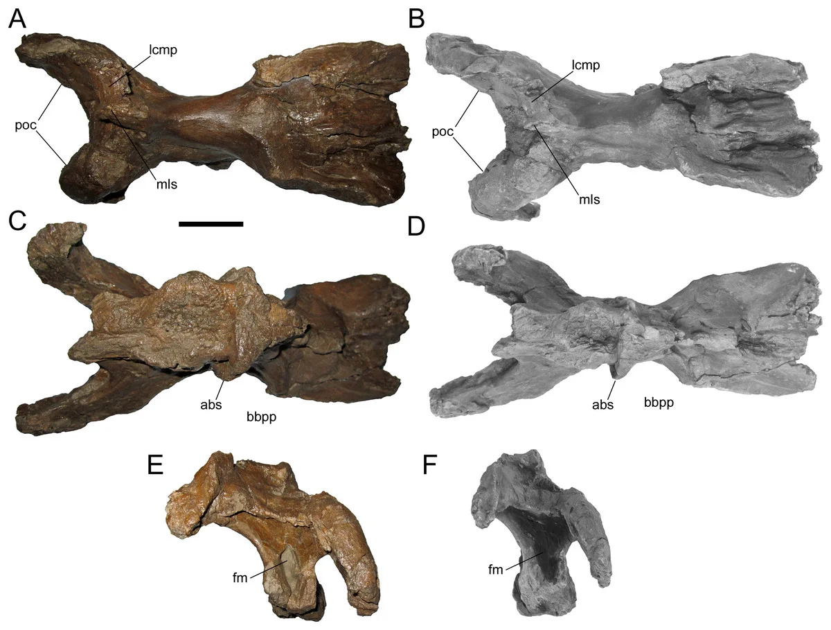 Ornatops incantatus