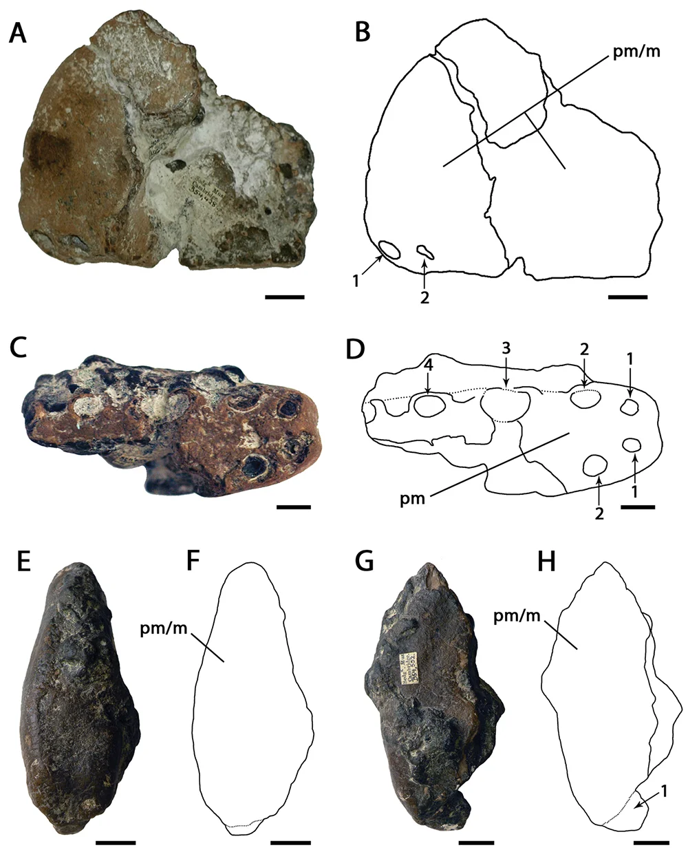 Ornithocheirus simus